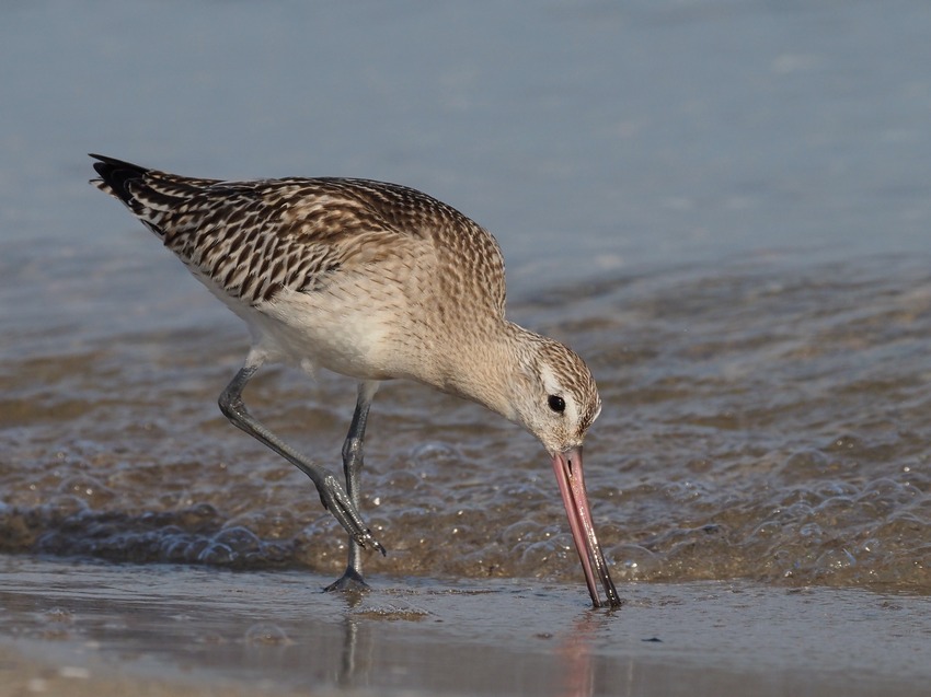 Pittima minore  (Limosa lapponica)